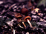 Psilocybe stuntzii-1.gif
